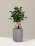 Bonsai Ficus Ginseng