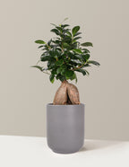 Bonsai Ficus Ginseng