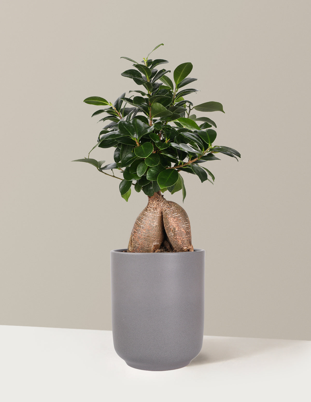 Bonsai Ficus Ginseng