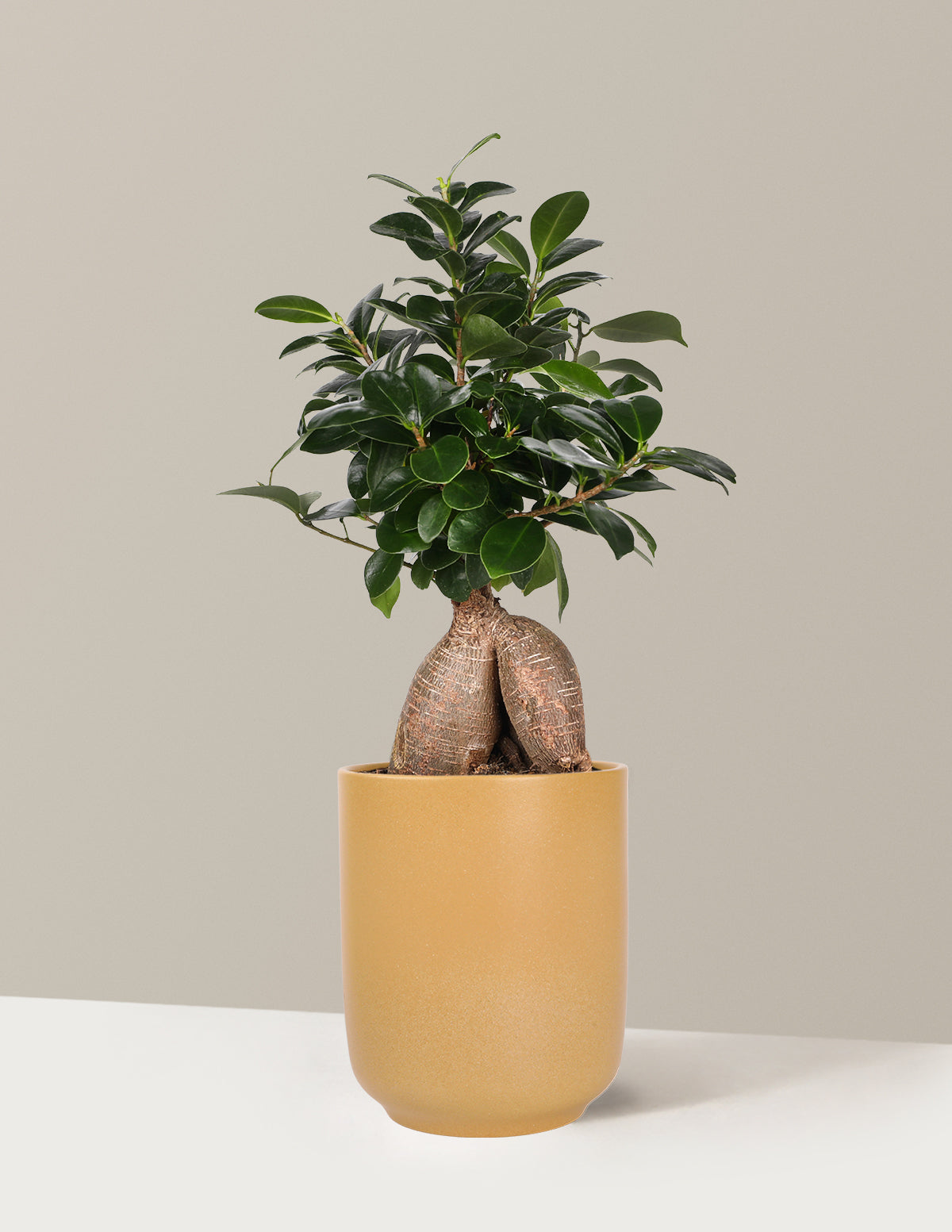Bonsai Ficus Ginseng