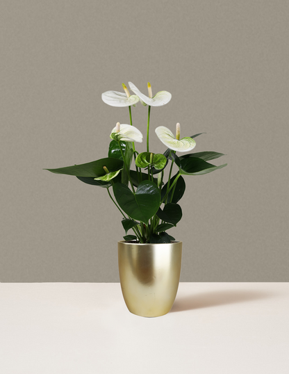 White Anthurium
