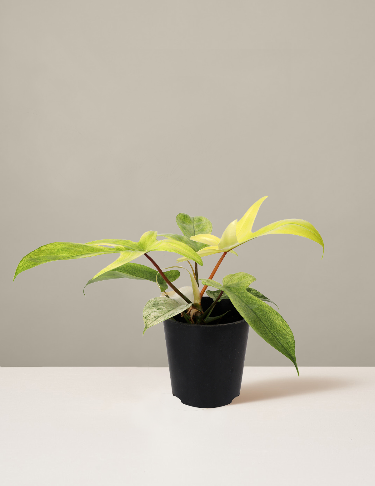 Philodendron Florida Ghost