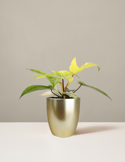Philodendron Florida Ghost