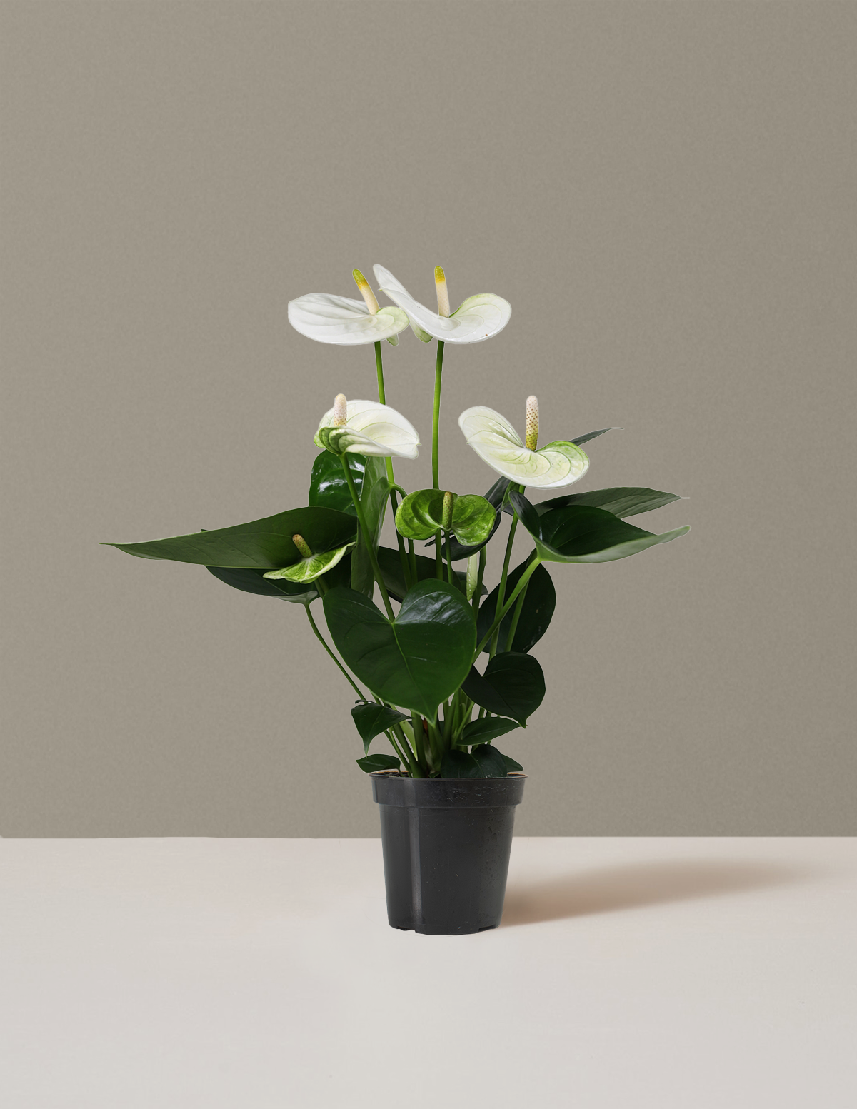 pots for anthurium White Anthurium