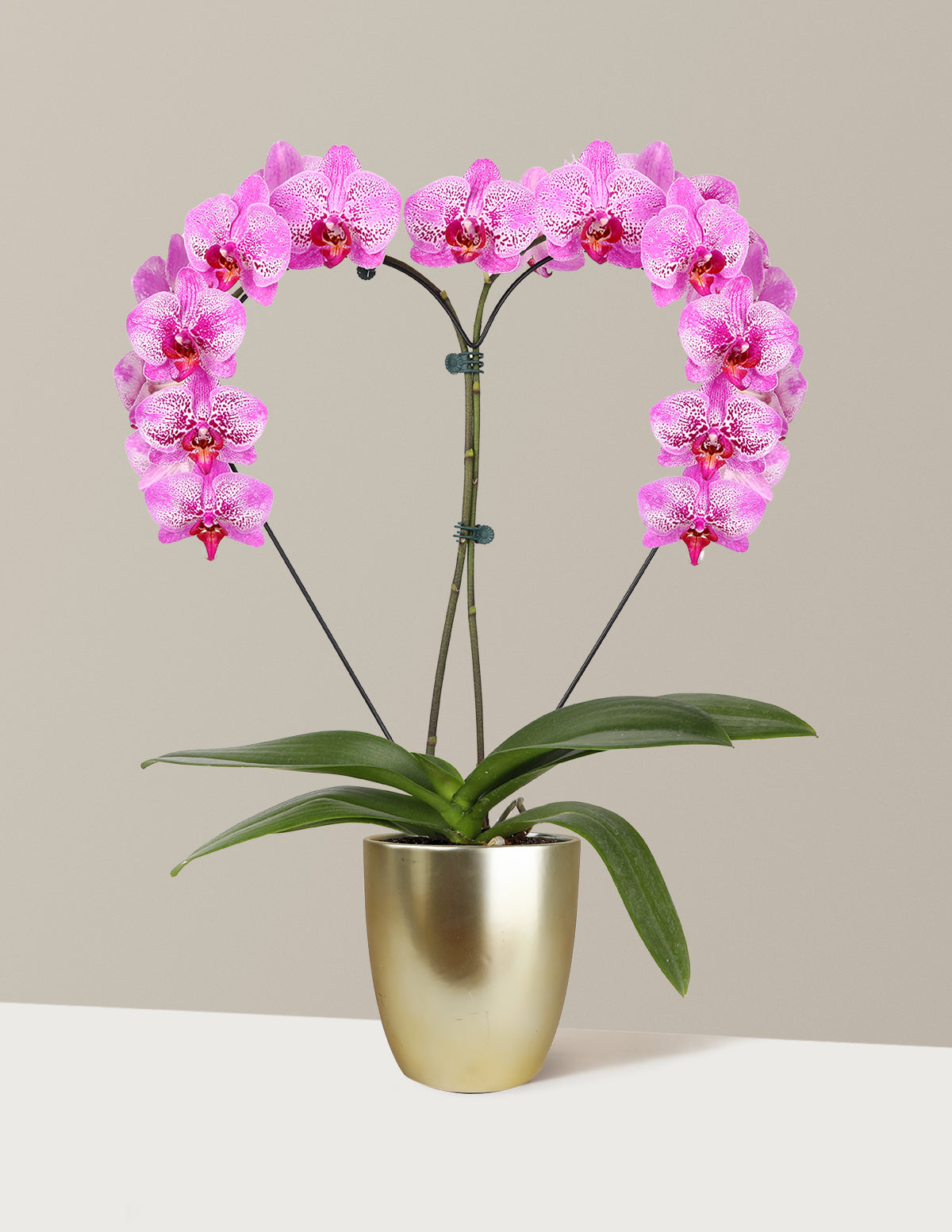 Heart Orchid