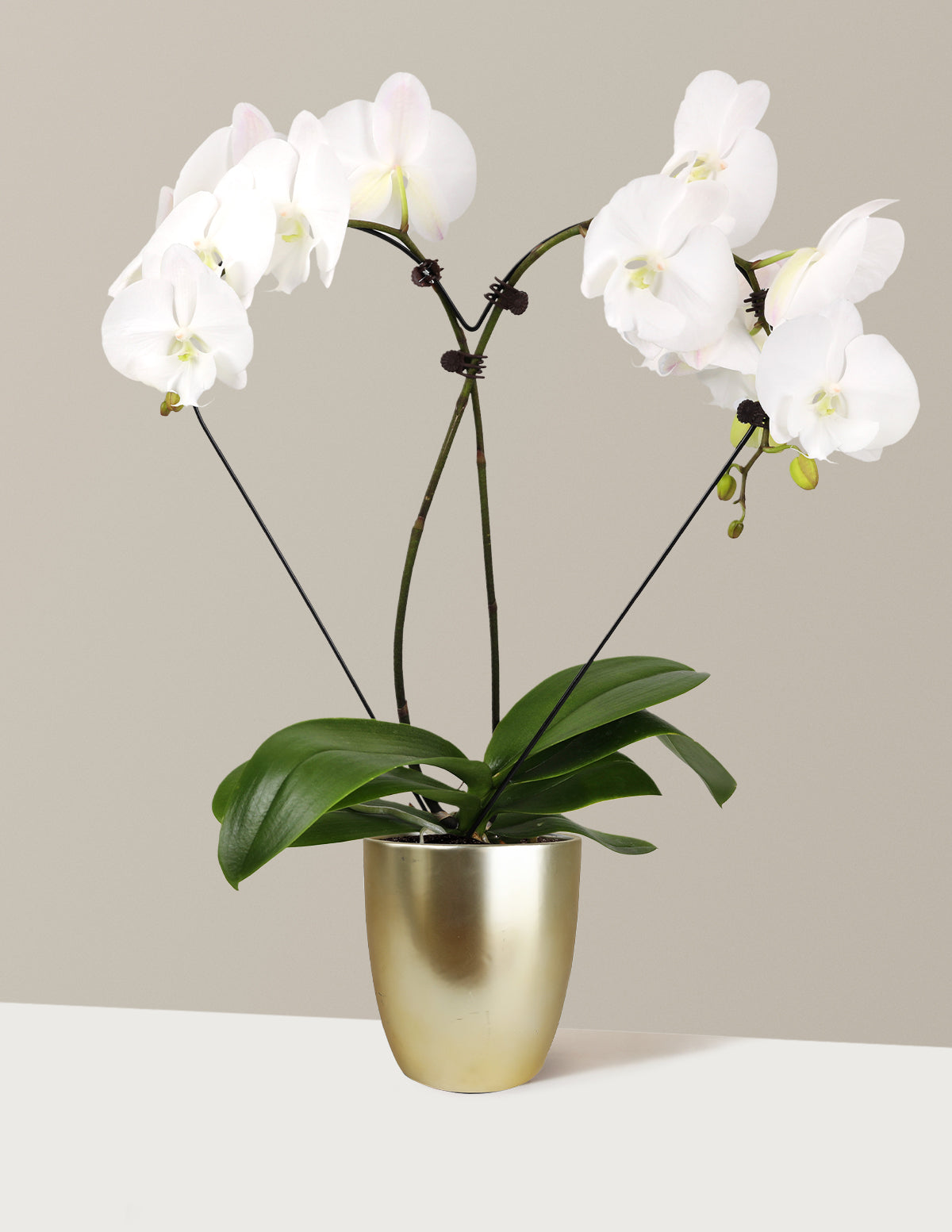 heart pot plant Heart Orchid | Plants for Delivery