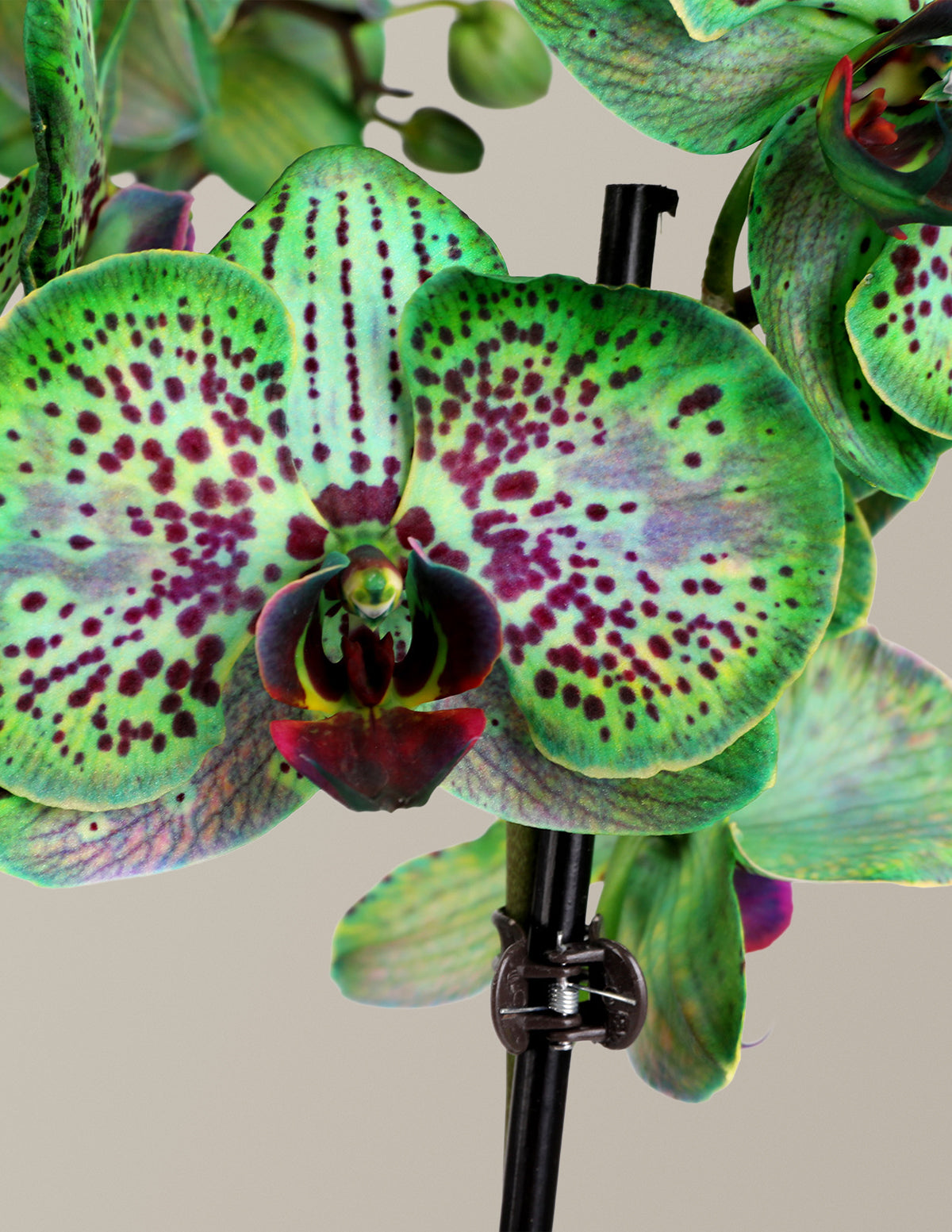 files/5IN_Kaleidoscope_Watercolor_Unique_Orchid_Green_Macro_5.jpg