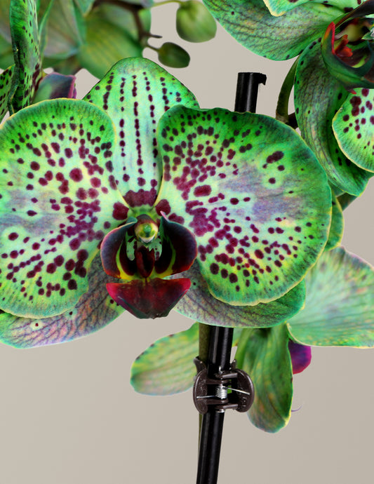 Mystic Emerald Kaleidoscope Orchid