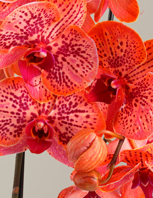 Electric Tangerine Kaleidoscope Orchid
