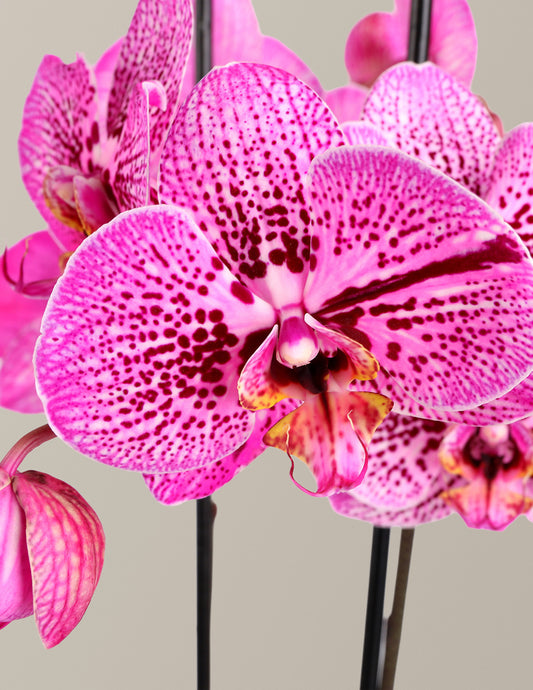 Prism Rose Kaleidoscope Orchid