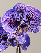 Amethyst Dream Kaleidoscope Orchid