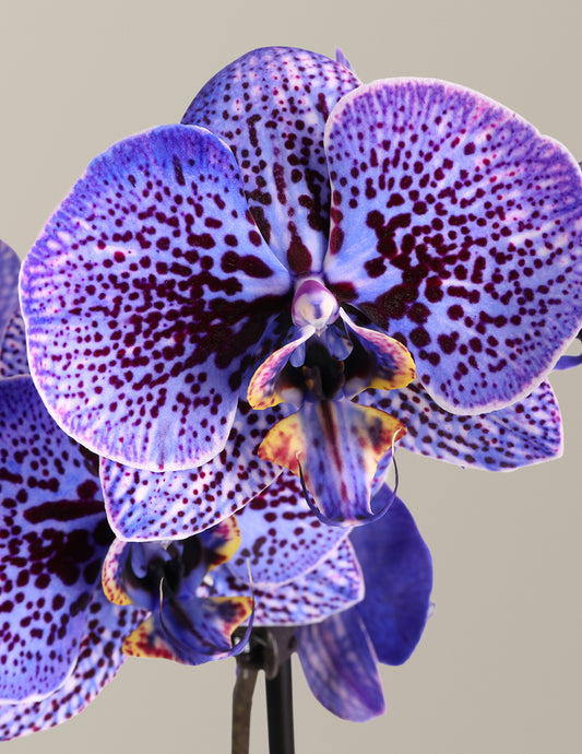 Amethyst Dream Kaleidoscope Orchid