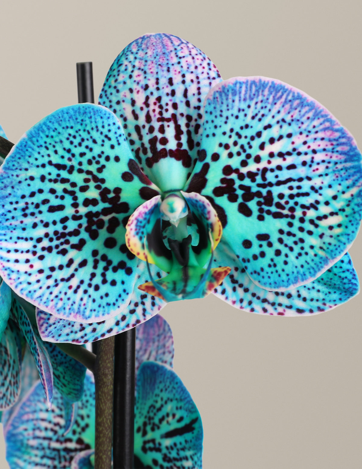 files/5IN_Kaleidoscope_Watercolor_Unique_Orchid_Teal_Macro_3.jpg