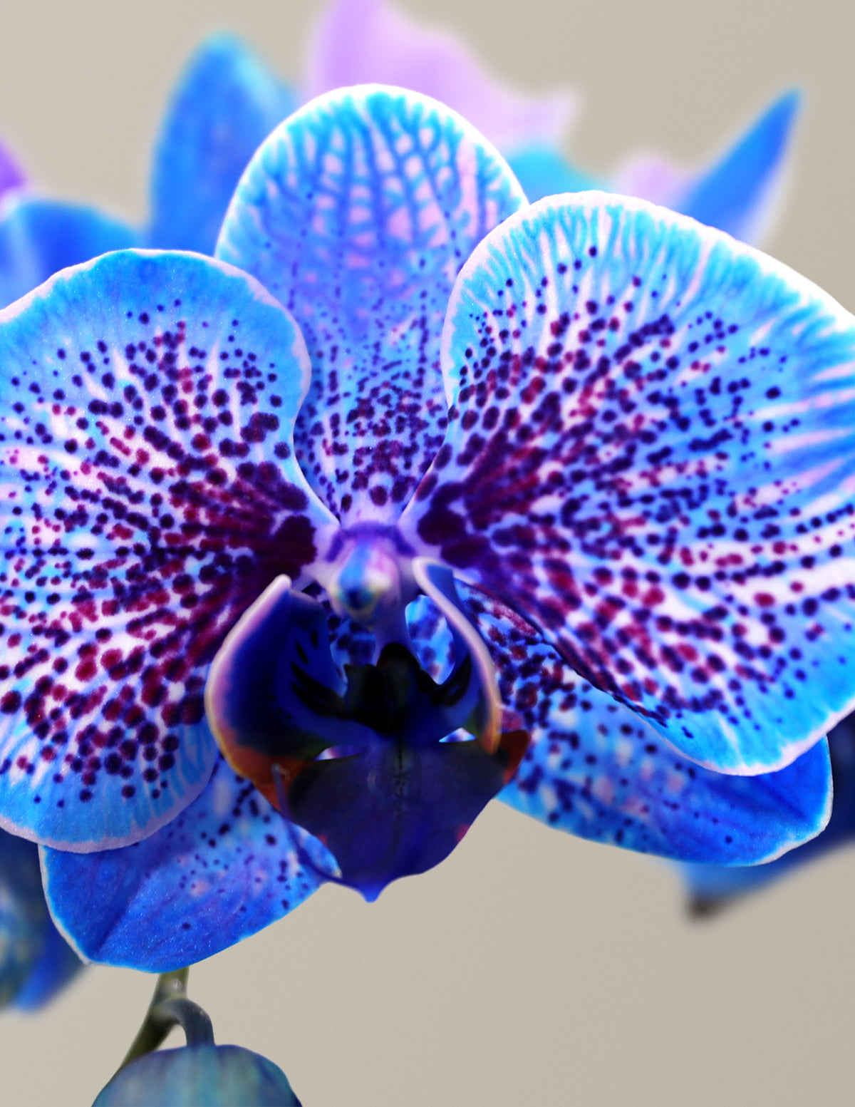 Obsidian フラワーカービングスカル オブシディアン Kaleidoscope Orchid | Unique Orchids for Delivery | The Sill