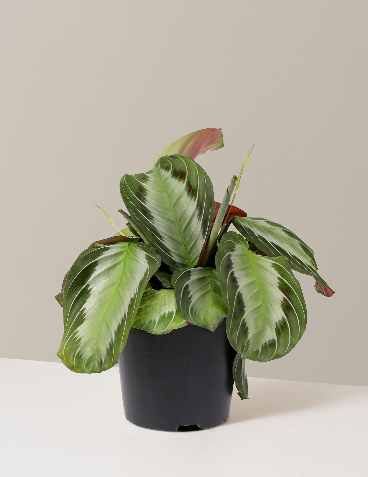 bundle | Small | Grow Pot