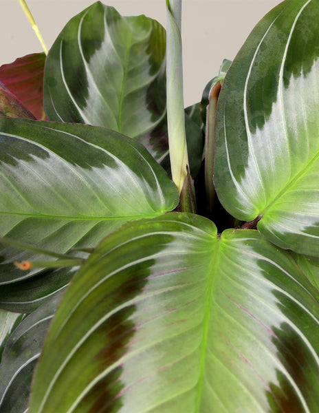 prayer plant silver band Maranta Silver