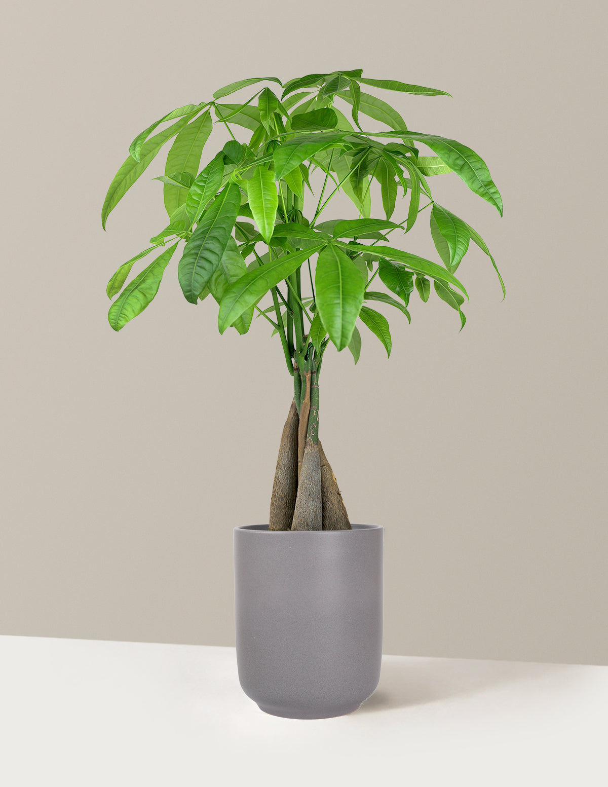 Money Tree Plant