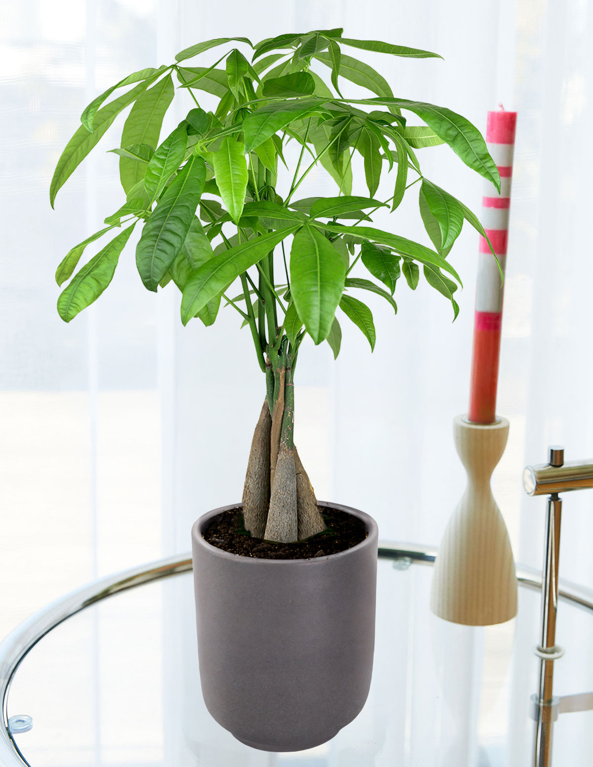 Money Tree Plant