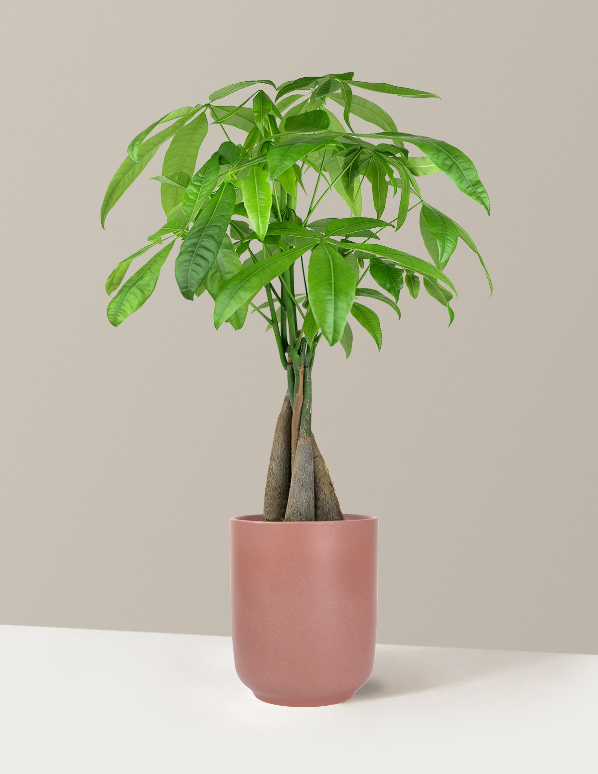 Money Tree Plant