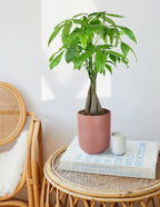 Money Tree Plant