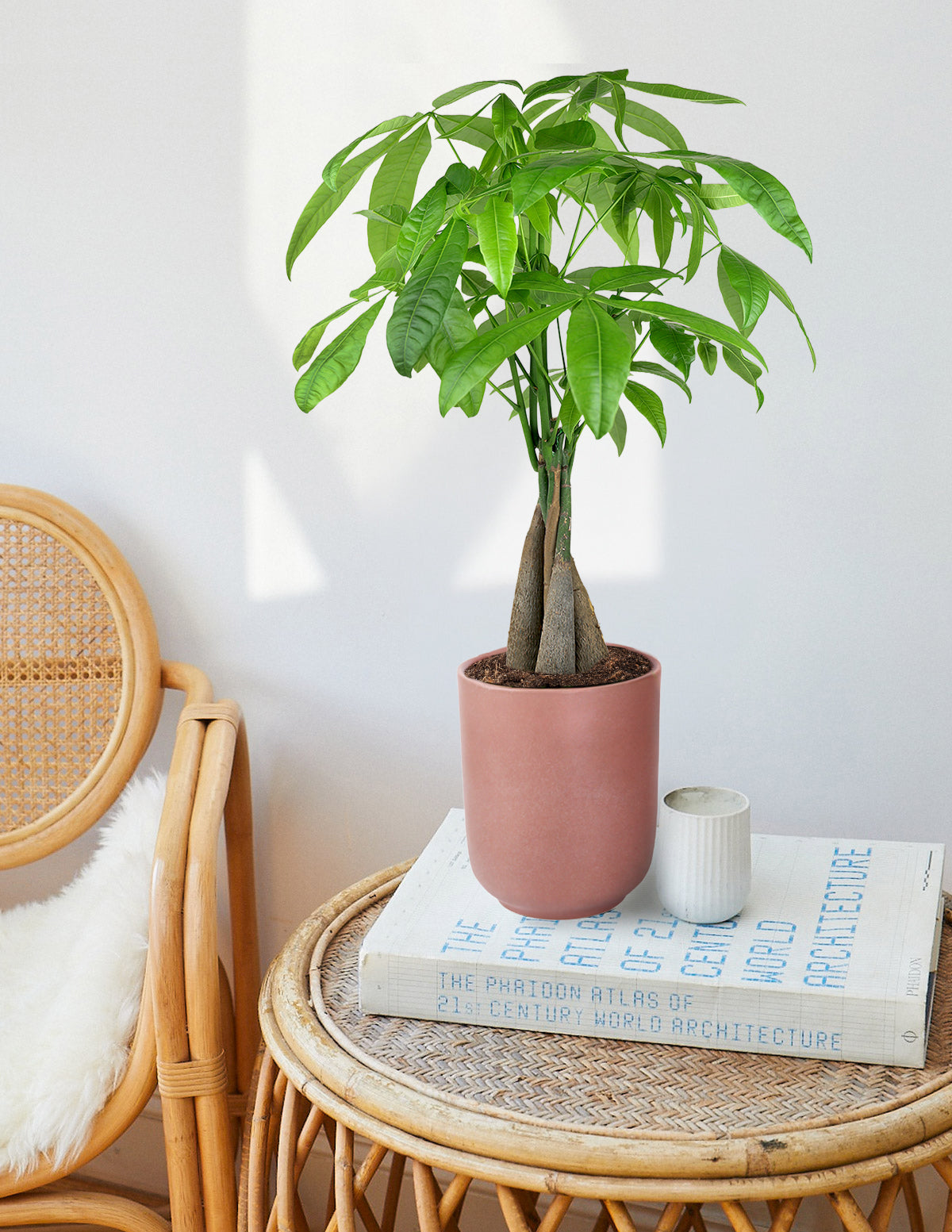 Money Tree Plant