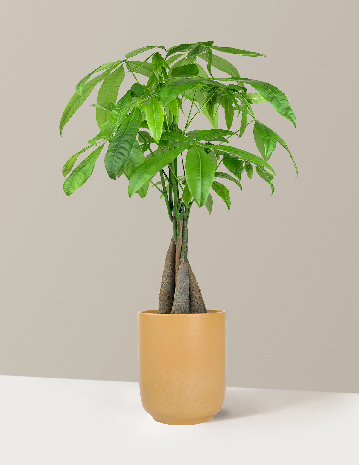 Money Tree Plant