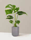 Monstera Thai Constellation