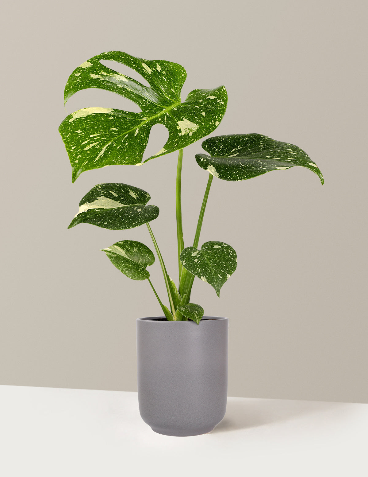 Monstera Thai Constellation