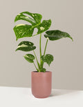 Monstera Thai Constellation