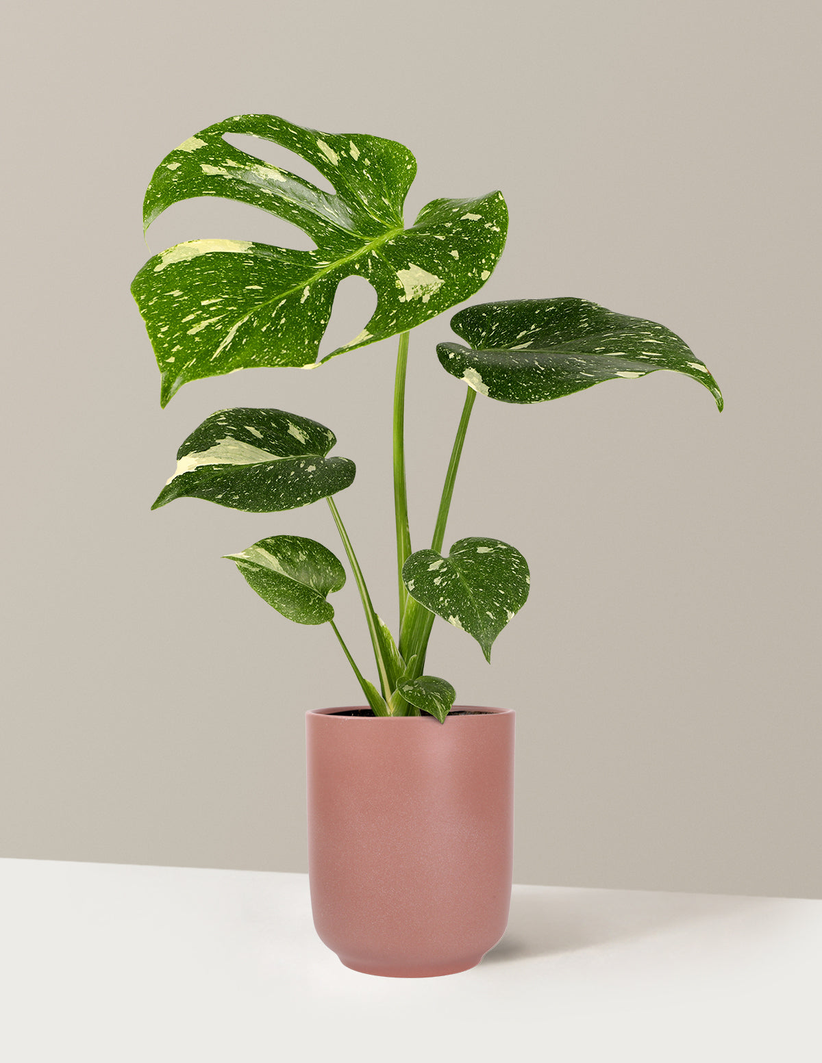 Monstera Thai Constellation