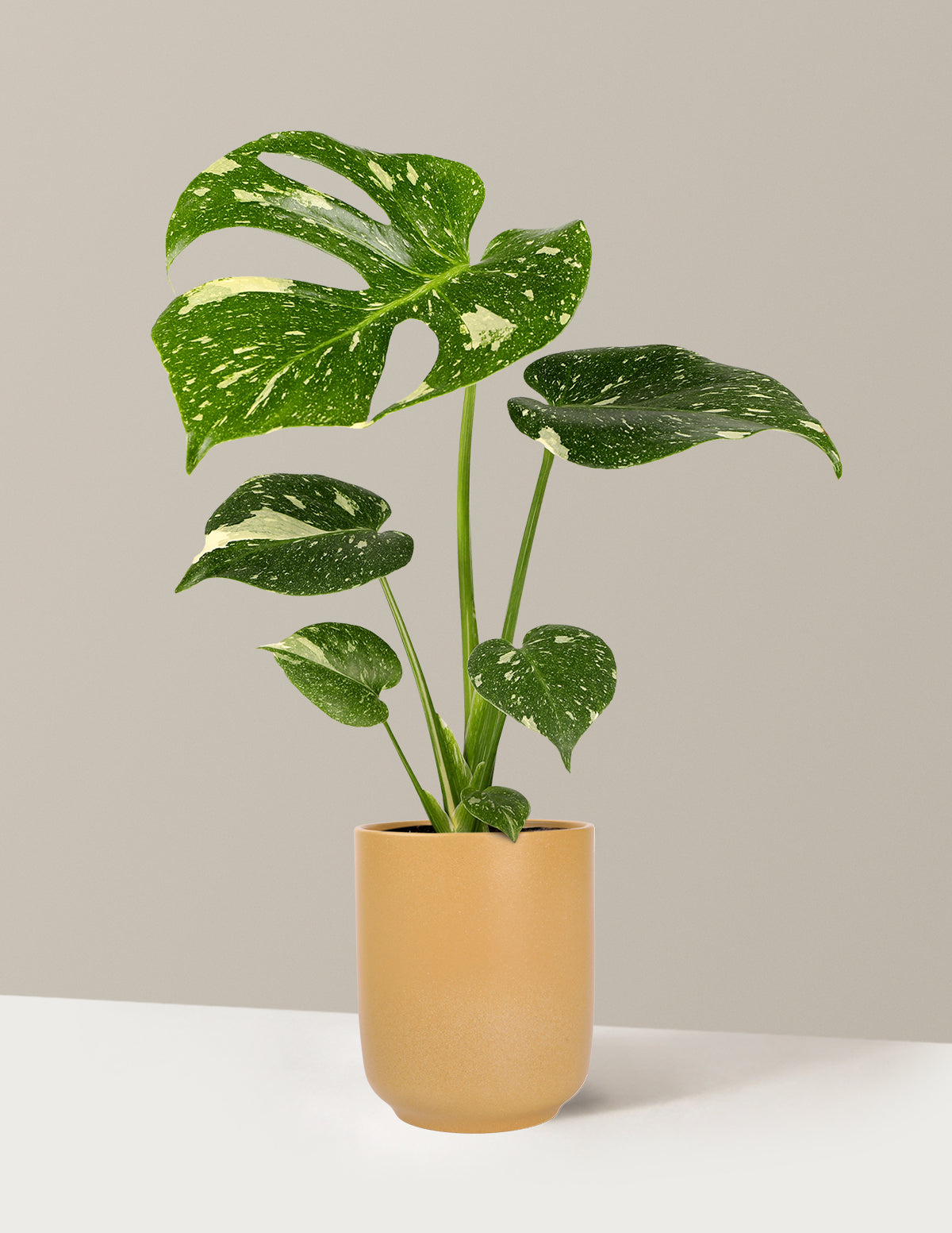 Monstera Thai Constellation