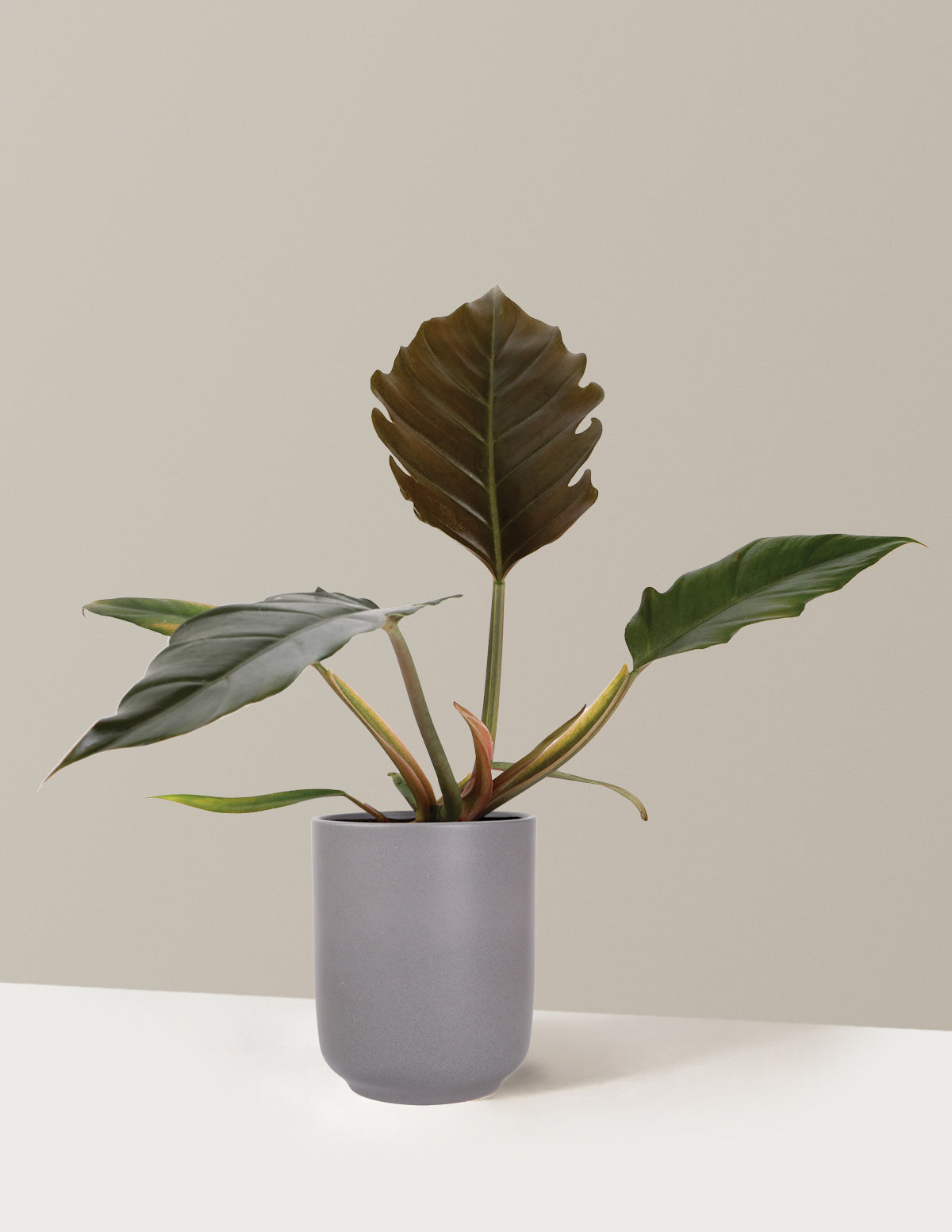 Philodendron Pluto