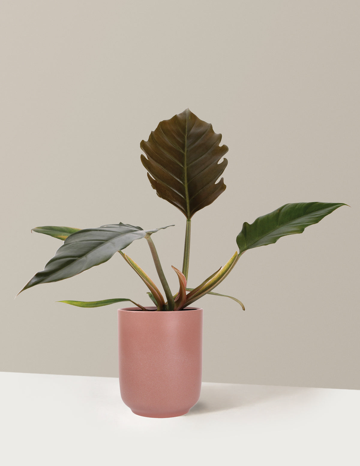Philodendron Pluto