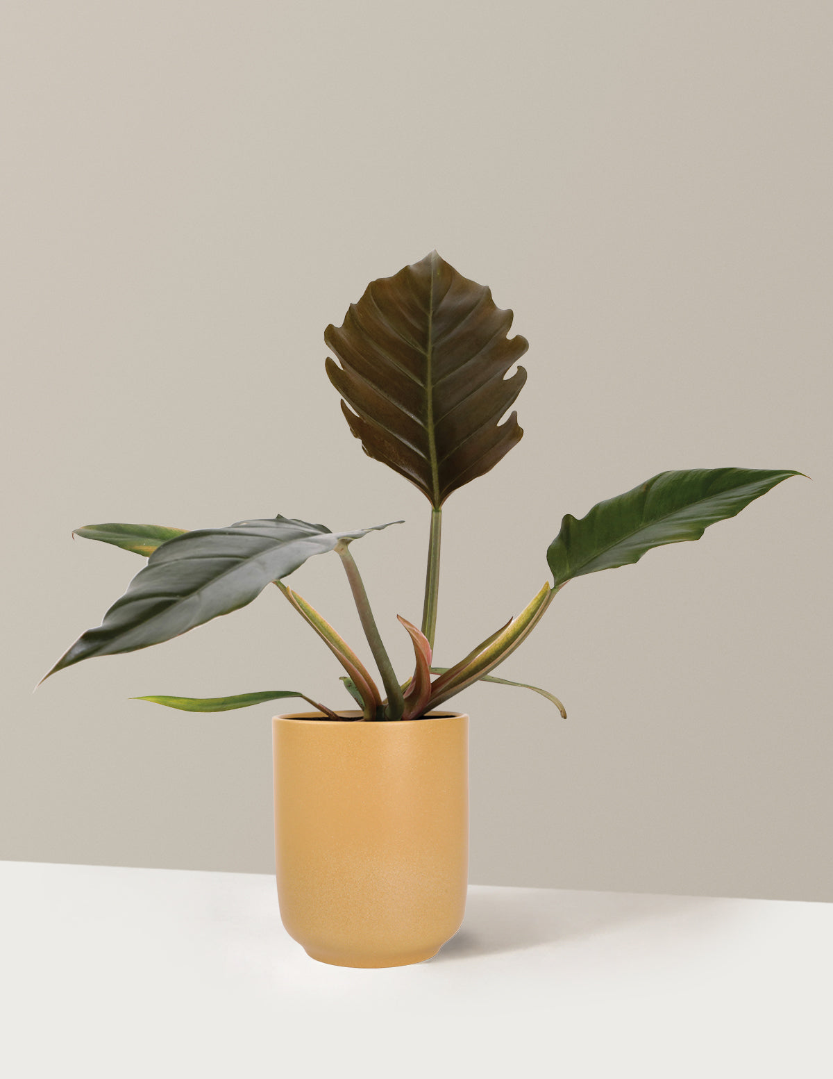 Philodendron Pluto