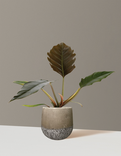 Philodendron Pluto