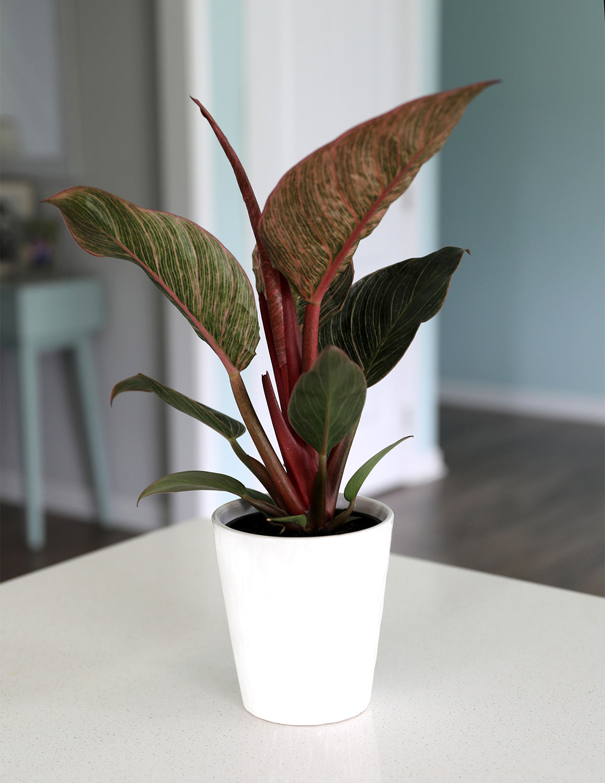 philodendron bikini Philodendron Pink Bikini Houseplant with Planter - Small (tall) Gold Planter