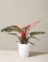 Philodendron ‘Pink Bikini’