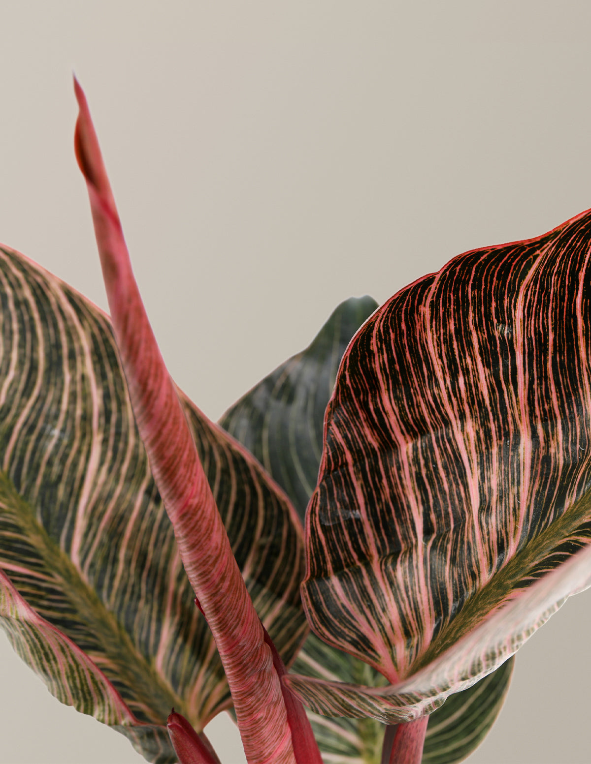 Philodendron Pink Bikini
