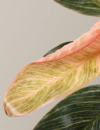 Philodendron Pink Bikini
