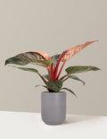 Philodendron Pink Bikini
