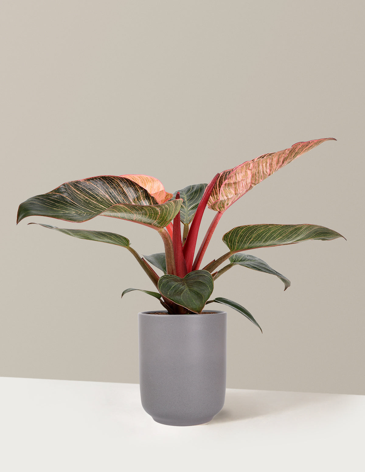 files/5IN_Philodendron_Pink_Bikini_in_5IN_Ceramic_The_Sill_SK_Blue_Semi-Gloss_2026_Everyday.jpg