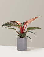 Philodendron Pink Bikini