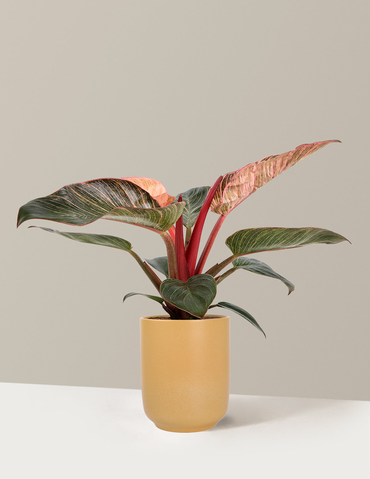Philodendron Pink Bikini
