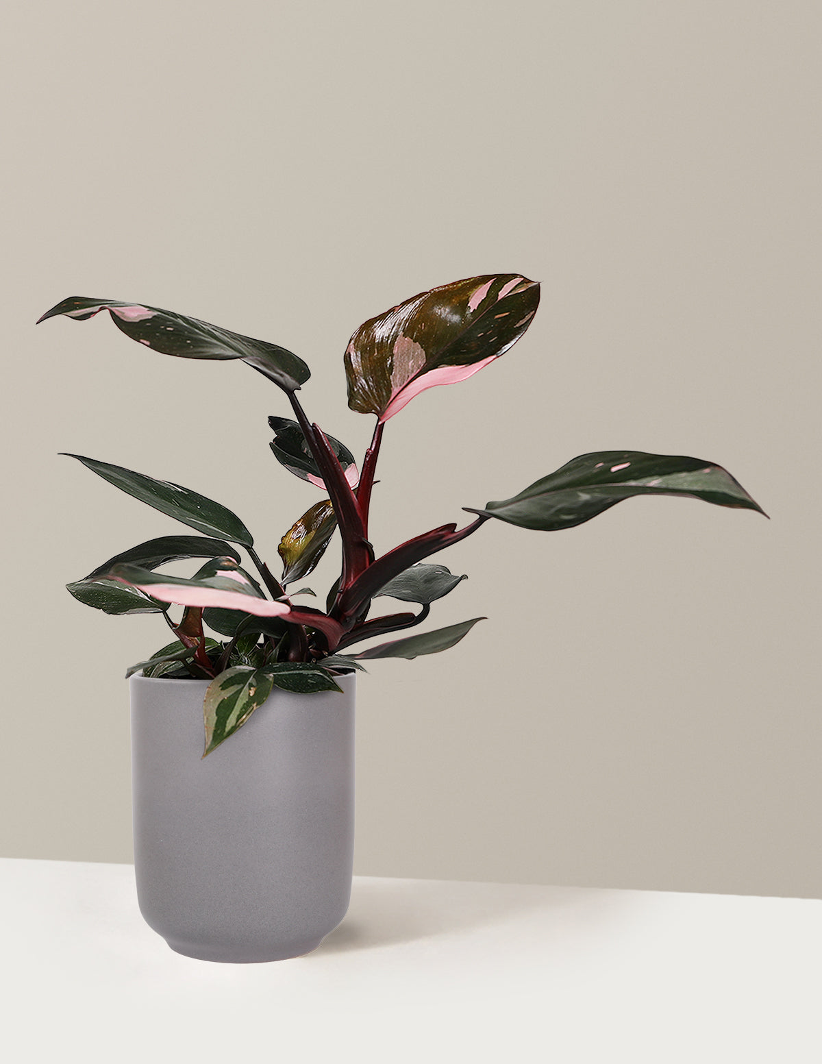 Philodendron Pink Princess