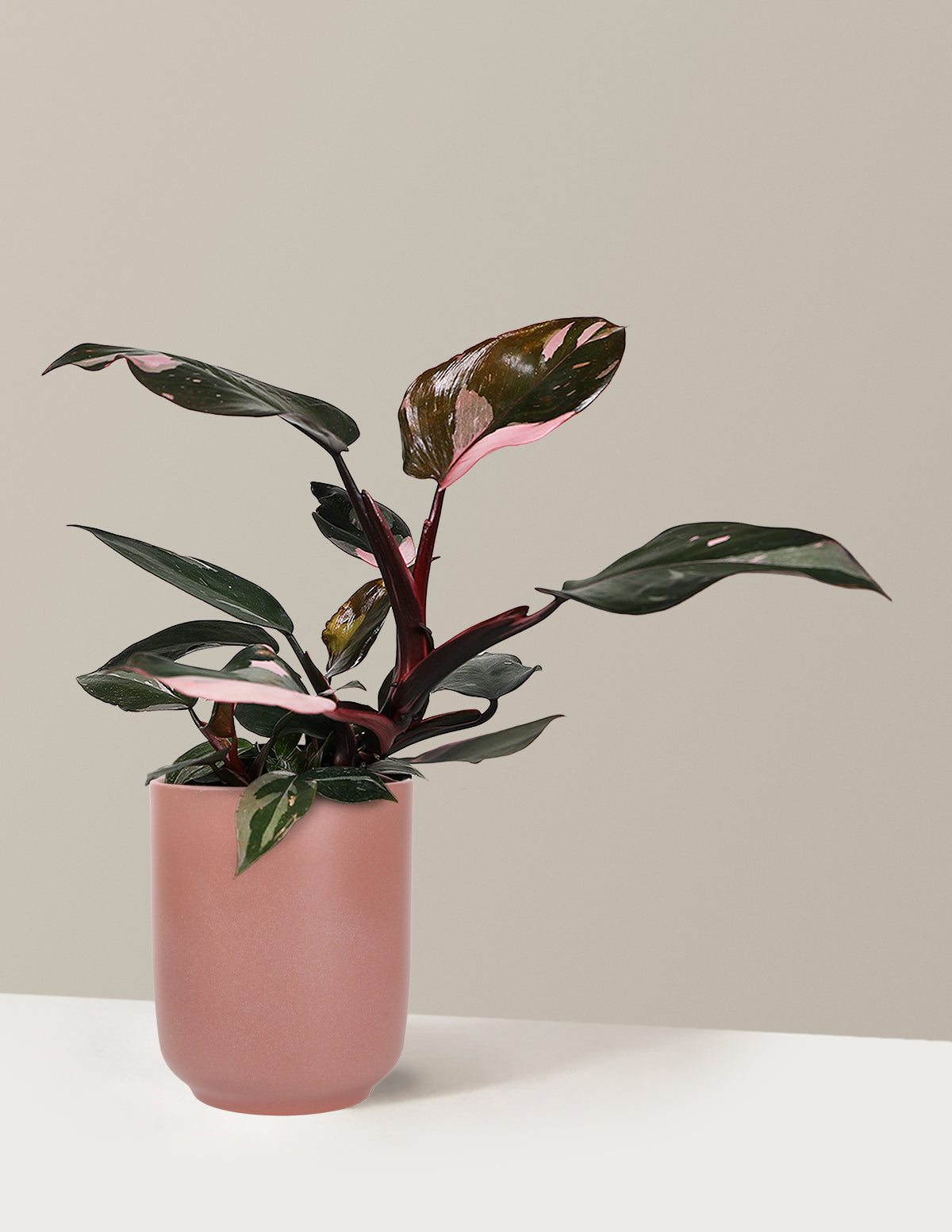Philodendron Pink Princess
