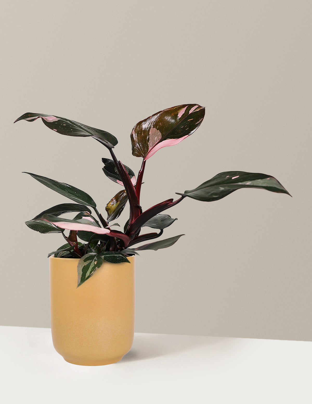 Philodendron Pink Princess