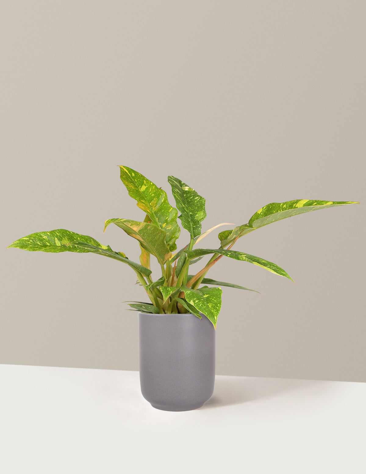 Philodendron Ring of Fire