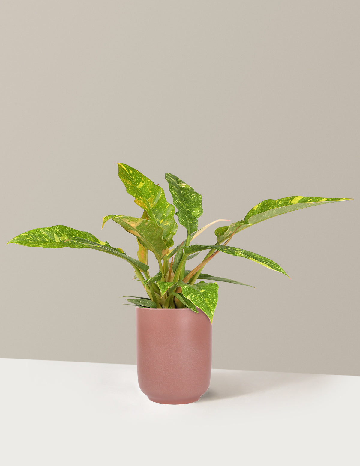 Philodendron Ring of Fire