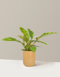 Philodendron Ring of Fire