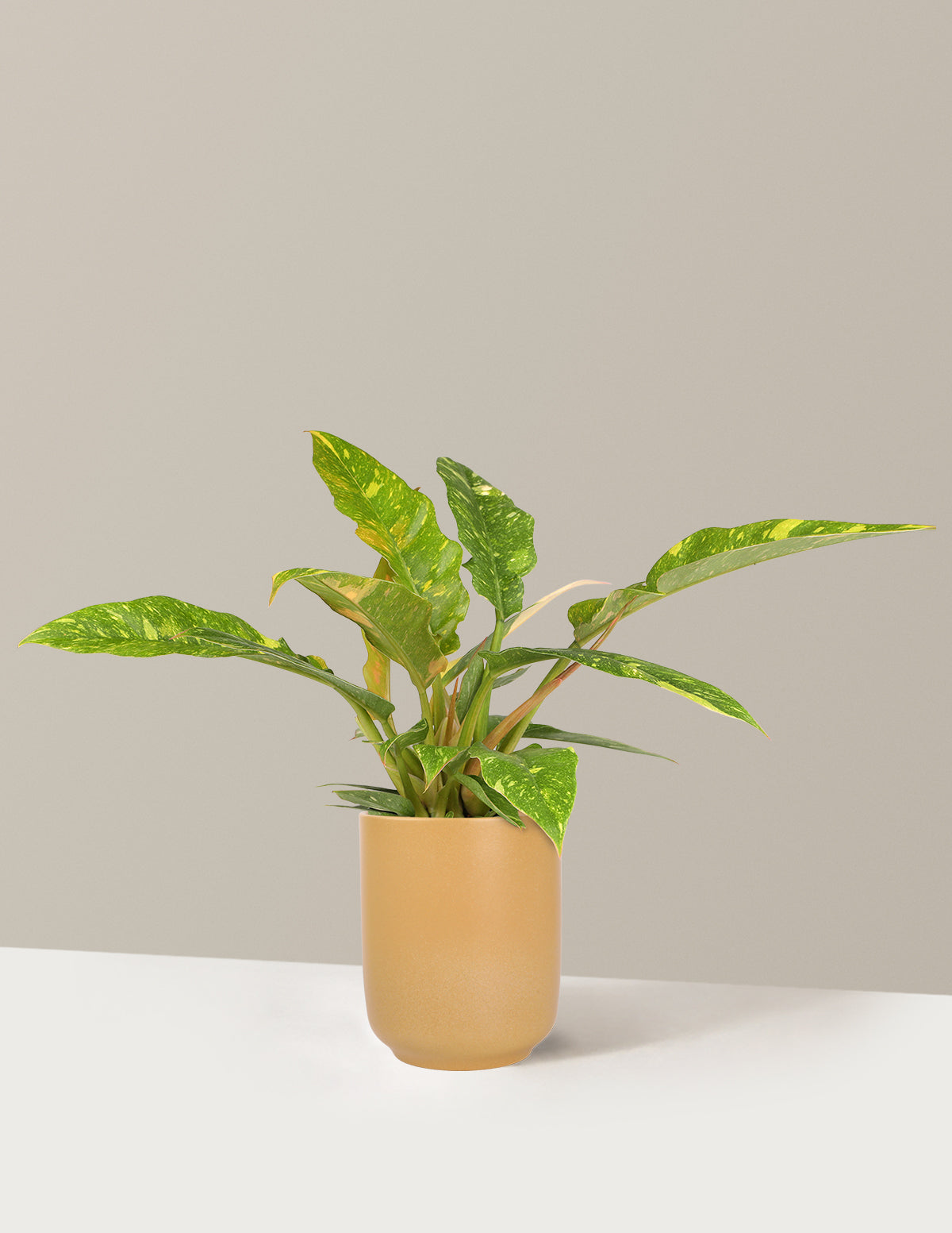 files/5IN_Philodendron_Ring_of_Fire_in_5IN_Ceramic_The_Sill_SK_Yellow_Semi-Gloss_2026_Everyday.jpg